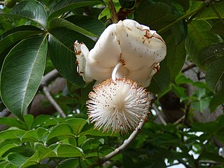 Die blom van Adansonia digitata in Gambië