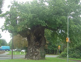 Eik in Addlestone, naar verluidt 1000 jaar oud