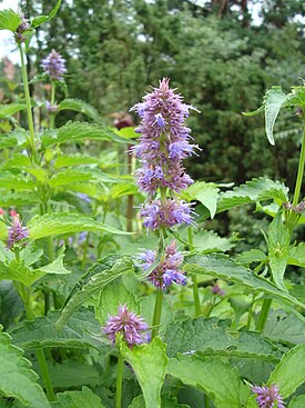 Agastache rugosa