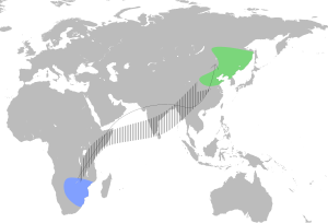 Tutmonda distribuado, flave reproduktejoj en sudorienta Siberio (Amuro, de kio venas nomoj) kaj nordorienta Ĉinio, kaj blue vintrejoj en sudorienta Afriko, nome en Bocvano, Zimbabvo, orienta Sudafriko kaj suda Mozambiko.