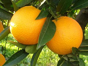 Oranges on the branch