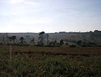 Ashdown_Forest_View.jpg