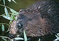 Castor canadensis