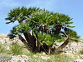 Chamaerops humilis