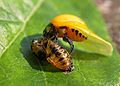 Joaninha saindo de sua pupa (conhecida também por "casulo").