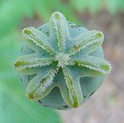 Estigma estrelado de papoula (Papaver somniferum).