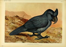 Extinctbirds1907 P7 Lophopsittacus mauritianus0295.png