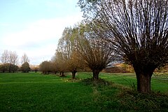 Kopfweidenallee in der Köln-Flittarder Rheinaue mit teilweise entlaubten Zweigen (November 2020)