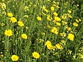 Field of Crown daisies