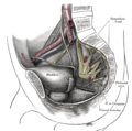 The male pelvis, showing the pudendal nerve (centre right)