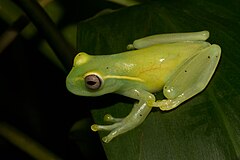 Description de l'image LaLoma Treefrog Hyloscirtus colymba.jpg.