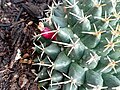 Fruit of Mammillaria magnimamma