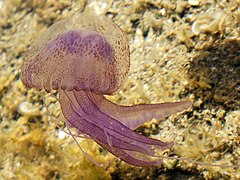 Pelagia noctiluca, une Pelagiidae