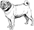 Pug 2 (PSF).png