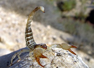 Scorpion noir Scorpio maurus palmatus