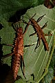 Pärchen von Tisamenus hystrix 'Sibuyan'