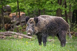 Wild zwyn (Sus Scrofa)