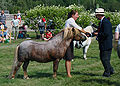 Shetland Pony