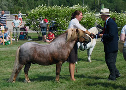 Un petit poney aubère prend la pose alors que sa propriétaire reçoit un prix d'un juge.