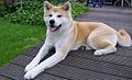 Akita inu: 350 psi (25 kg/cm2)