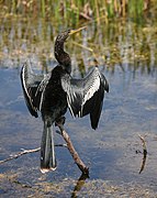 Anhinga d'Amérique (Anhinga anhinga)