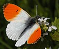 Anthocharis cardamines