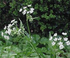 Mets-harakputk (Anthriscus sylvestris)