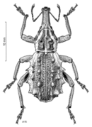 Coxella weevil