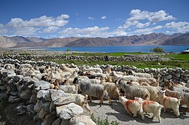 Troupeau de chèvres Pashmina dans la région du Ladakh.