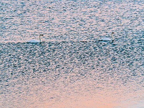 Verso sera con cigni e riflessi pastello sul lago di Bracciano