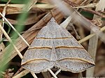 Colobochyla salicalis – Oberseite