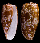 Conus geographus - Profils