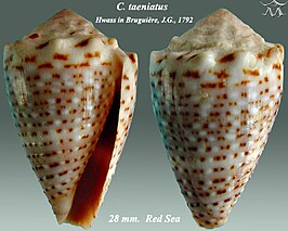 Conus taeniatus