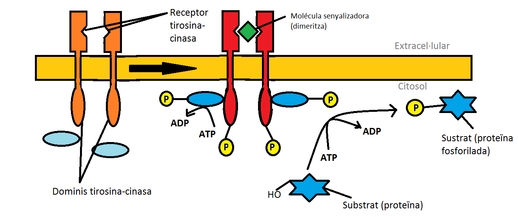 1r: Els receptors tirosina-cinasa estàn inactius./ 2n: la molècula senyalizadora s'uneix als receptors, fent que es dimeritzin. Això comporta a l'activació dels receptors i es duu a terme la resposta (fosforilació).