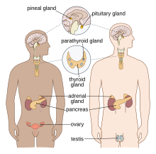 Endocrine English.svg