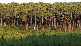 Image illustrative de l’article Forêt des Landes