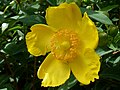 Hypericum 'Hidcote' cultivar