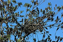 Nid dans un arbre, vu depuis le bas (en contre-plongée), massif et constitué de branchettes entremêlées.