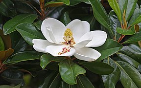 Magnolia grandiflora