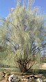 Arabinė moringa (Moringa peregrina)