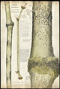 Nitella translucens, 1844. Cytoplasmic streaming is shown.