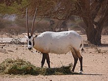 L'Oryx leucoryx fu reintrodotto in Oman e Israele nel XX secolo.