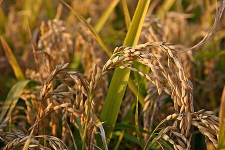 Plant de riz à maturité dans la province de Novara.