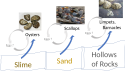 Spontaneous generation of seashells, according to Aristotle