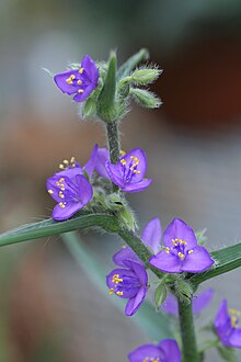 Tradescantia crassifolia glabrata.JPG