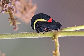 Membracis sanguineoplaga Pantanal, Brazil