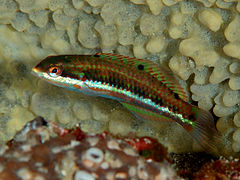 Thalassoma jansenii juvénile