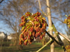 Photographie d’un bouquet de feuilles d’érable roux.