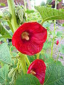 Alcea rosea L.