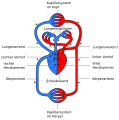 Anatomie Blutkreislauf.svg